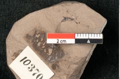 Foto (Detailansicht) von Fagus muelleri Ettingshausen (NHMW-GEO-2024-0188-10370)